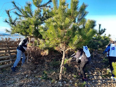 2016年に植樹した海岸林での枝打ち作業