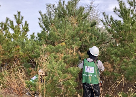 2016年に植樹した海岸林での枝打ち作業（枝打ち前の松）