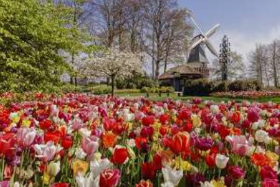 キューケンホフ公園は4時間滞在 ⒸKeukenhof